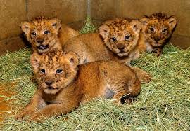 Lahore Safari Zoo to auction surplus lion, tiger cubs