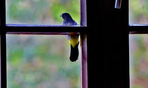 4 Spiritual Meanings Of Bird Knocking On Window