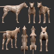 Wolf Anatomy Study Wip By Vraja Parra Realistic 3d Cgsociety Dog Anatomy Animal Drawings Anatomy Sculpture
