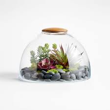 Two year old terrarium glass blown by @rubinelliglass planting by @terrariumman. Large Glass Terrarium With Wood Lid Reviews Crate And Barrel Canada