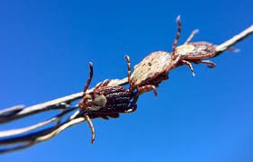 Find out how to identify, prevent and control insect pests in your home. 10 Bugs That Could Bite Or Sting You This Summer News San Diego County News Center