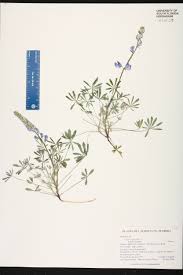 Maybe you would like to learn more about one of these? Lupinus Perennis Species Page Isb Atlas Of Florida Plants