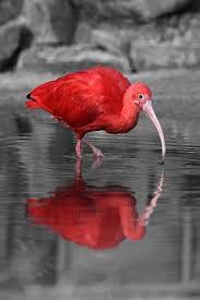 Red Ibis Aves Belas Animais Lindos Animais