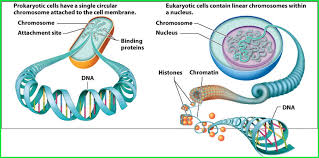 Check spelling or type a new query. Do All Eukaryotic Cells Have A Vacuole Quora