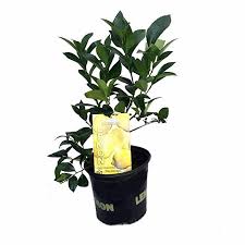 Back then, we were the only farm selling citrus trees online. Meyer Lemon Tree Fruiting Size 8 Pot Meyer Lemon Tree Lemon Tree Lemon Tree From Seed