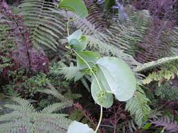 Image result for Smilax anceps