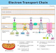 Electron Transport Chain Definition Steps And Diagram