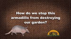 Lifestyle expert laura morey, your simple solutions diva, shows you a way to keep armadillos from digging in your yard or under your home's foundation. Q A How Do I Stop An Armadillo From Tearing Up My Garden Youtube
