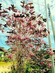 Image result for Combretaceae