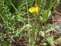 Image result for Eulophia ensata