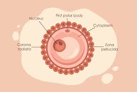 However, around day 7, one egg becomes the dominant egg—let's call her the queen egg—and the other follicles in both ovaries take a load. Human Reproductive Cells