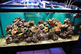 How To Start A Saltwater Aquarium Saltwater Fish Tanks Saltwater Aquarium Saltwater Tank