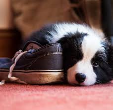 We are here to fulfill your needs as a person looking for a new puppy or as a breeder looking to find quality homes for their pups. Puppy Senses When Can A Puppy See Smell And Hear