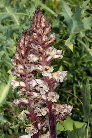 Image result for Buchnera subglabra