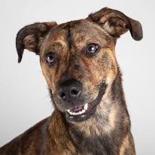 See what employees say it's like to work at east lake veterinary hospital. East Lake Veterinary Center East Lake Veterinary Center