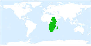 Image result for Eulophia livingstoneana