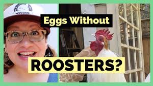 That's why many chicken owners have only hens yet they still produce beautiful unfertilized eggs to eat. Can Hens Lay Eggs Without A Rooster Youtube