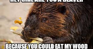Clean Beaver Memes Funny Animal Memes Animal Memes Funny Animals