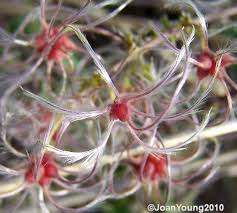 Image result for Clematis brachiata