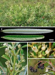 Image result for Ozoroa