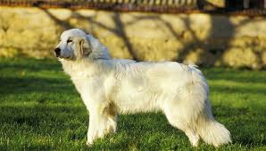 Regardless if you have a sturdy fence or not, i am a big fan of gps collars to easily track down your floof! Do Great Pyrenees Shed Great Pyrenees Shedding