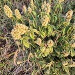 Image result for Cyathula orthacantha