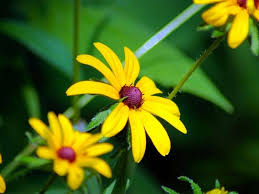 They are herbivores, after all, and have a tendency to eat our carefully tended. 10 Effective Rabbit Resistant Plants And Flowers That Work Florgeous