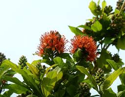 Image result for Combretum xanthothyrsum