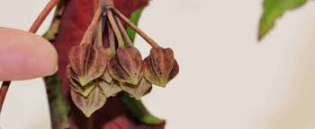 Image result for Polystachya undulata