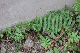 Image result for Ampelopteris prolifera