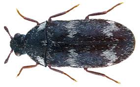 Image result for Digitaria megasthenes