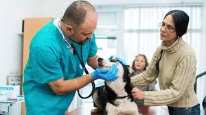 Euthanasia is a valuable opportunity to give your cherished pet relief from terrible pain and suffering. How To Handle Your Pet S Final Days With Care