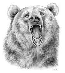 Growling Bear By Greg Joens Bear Drawing Bear Sketch Pencil Drawings Of Animals