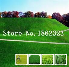Rhs gold and bloom silver medal winning grass. Pack Evergreen Lawn Japanese Zoysia Grass Seeds Drought And Resistance To Trampling Warm Season For Home Garden Plant 100g Outdoor Plants Garden Outdoors Clinicadelpieaitanalopez Com
