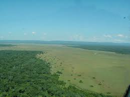 Image result for Hemarthria natans