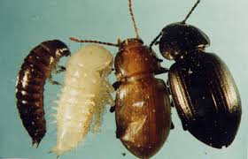 Ant pupae are larger than eggs and larva. Identifying Soil Beetle Pests Agriculture And Food