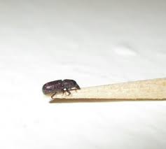Cossoninae Quel Est Le Nom Cette Petite Bete Le Monde Des Insectes