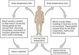 thermoregulation biology for majors ii