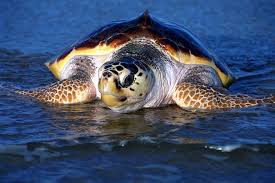 Biodiversidad Colombiana La Tortuga Caguama