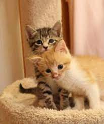 Look at pictures of kittens in portland who need a home. Piece Of Heaven Kitten Adoption Home Facebook