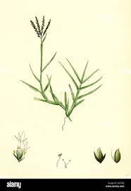 Image result for Cynodon