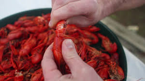 Maybe you would like to learn more about one of these? Louisiana Crawfish Guide Lake Charles La