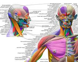 human anatomical chart muscular system anatomy wall poster sorry out of stock please back order