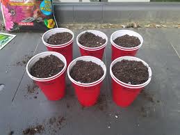 If this is your first time growing vegetables from seeds, learn more about. How To Germinate Jalapeno Seeds Indoors