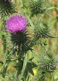 Image result for Cirsium  buchwaldii