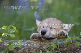 Image result for wolf cub