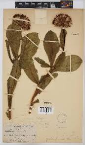 Image result for Vernonia gerberiformis