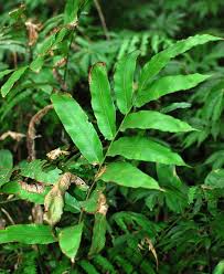 Image result for Pneumatopteris afra