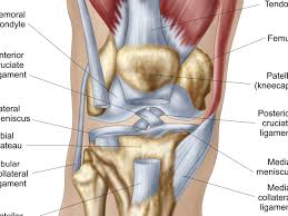 Muscles, tendons, ligaments, and cartilage can be strained and sprained. What Is Causing Your Knee Pain