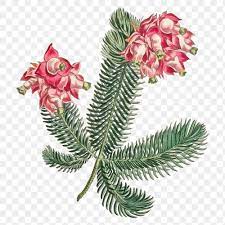 Vintage Erica Glauca Elegans Flower Premium Image By Rawpixel Com Aom Woraluck African Plants Flower Frame Flowers